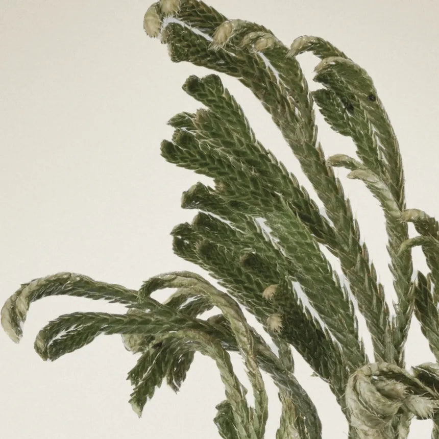 Abib Collagen Eye Patch Jericho Rose Jelly (60pcs-30 pairs)